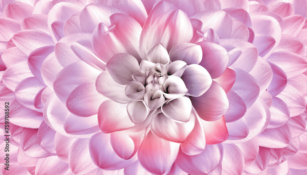 Pink  dahlia.   Floral background .    Closeup.  Nature.