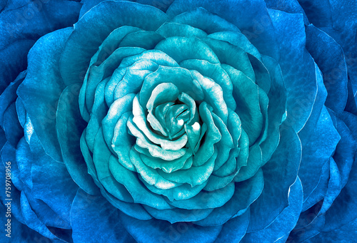 Blue rose flower. Floral background. Closeup. For design. Nature.