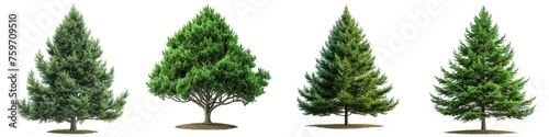 Set of evergreen trees isolated on transparent background photo