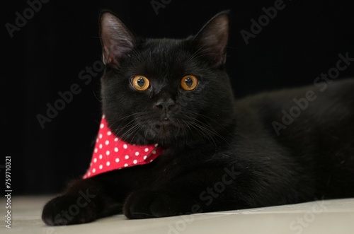 Fototapeta Naklejka Na Ścianę i Meble -  Characteristics of a male black British Shorthair cat.