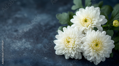 mourning background  funeral white flower with copy space. beautiful white chrysanthemum flower on dark background with space for text