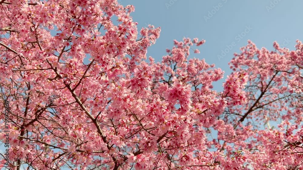 pink cherry blossom branches gently moving in the wind, blue sky pink cherry blossom branches gently moving in the wind, blue sky