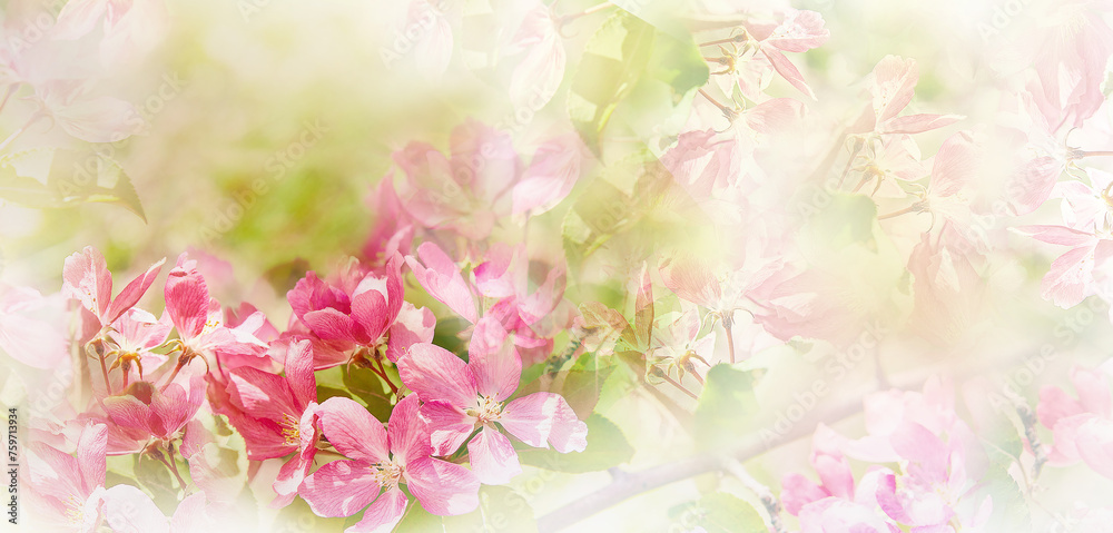 Floral spring background. Petals flowers. Close-up. Nature.