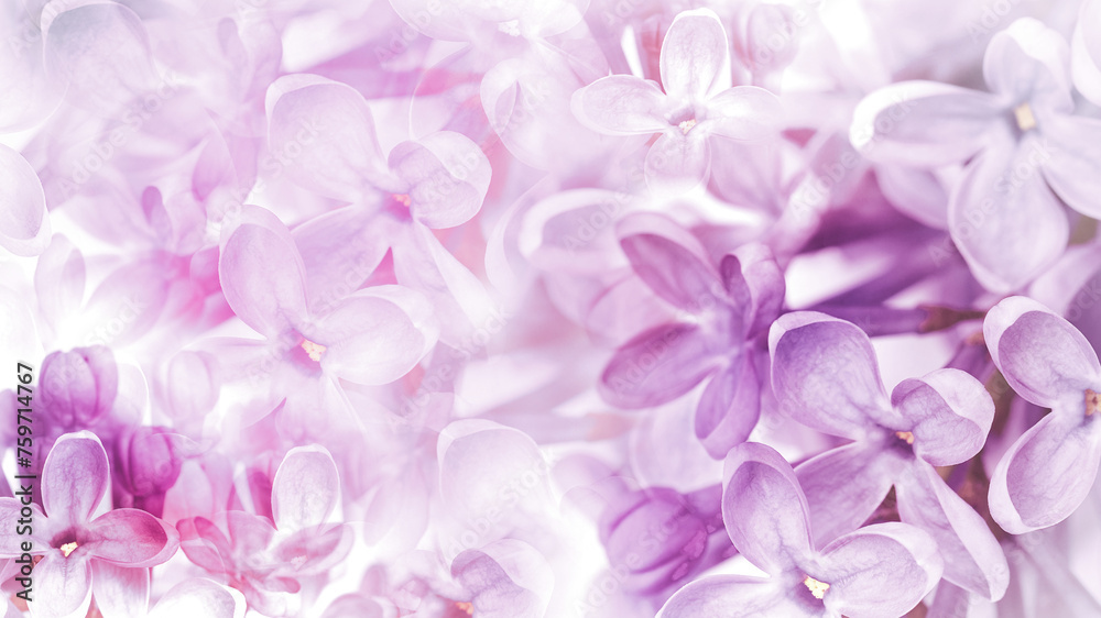 Floral spring background. Lilac bouquet  pink  flower petals. Close-up. Nature. Lilac bunch.