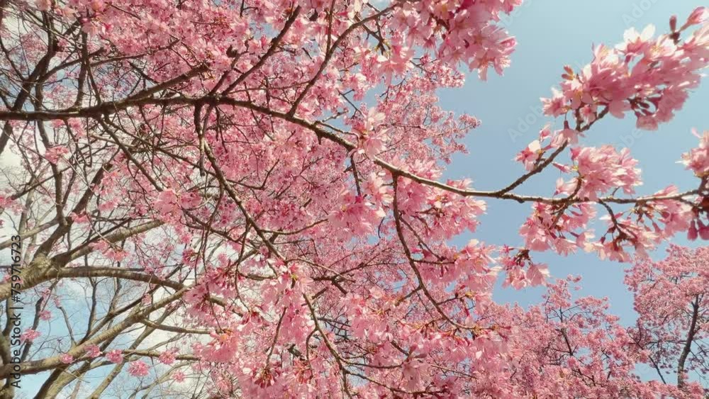 pink cherry blossom branches gently moving in the wind, blue sky pink cherry blossom branches gently moving in the wind, blue sky