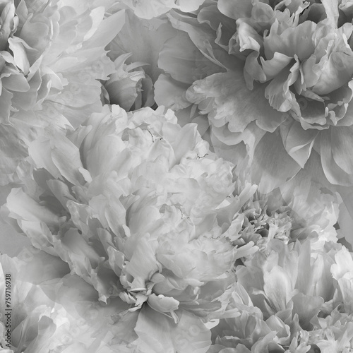 Seamless floral background. Flowers peonies and petals peonies. Close up.