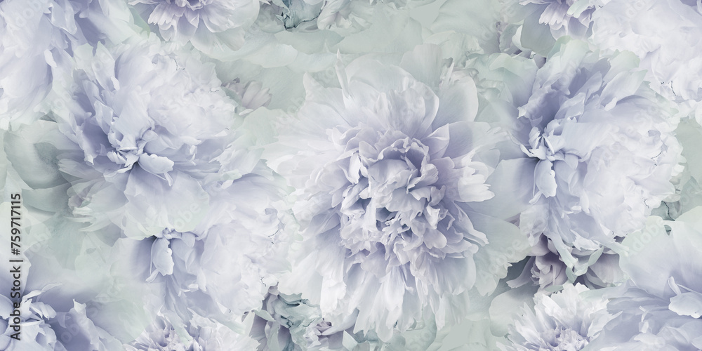 Seamless floral background. Flowers peonies and petals peonies. Close up. Seamless floral background. Flowers peonies and petals peonies. Close up.