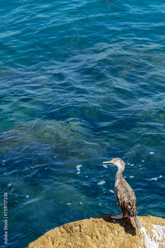 CORMORAN MOÑUDO (GULOSUS ARISTOTELIS) DESCANSANDO EN UNA ROCA photo