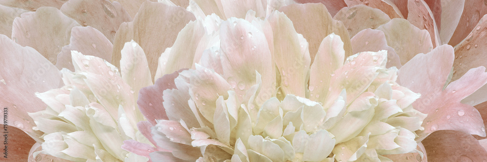 Peony flower.   Floral  background. Closeup. Drops of water on the petals.  Nature.