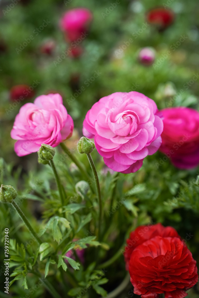 Pink persian buttercup flowers (ranunculus), flower field Pink persian buttercup flowers (ranunculus), flower field