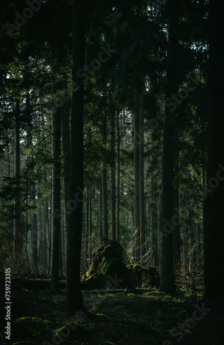 Misty forest,  fantasy forest, dark forest © Joanna