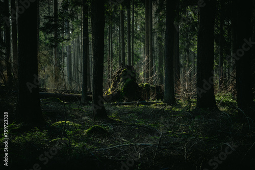 Misty forest, fantasy forest, dark forest © Joanna