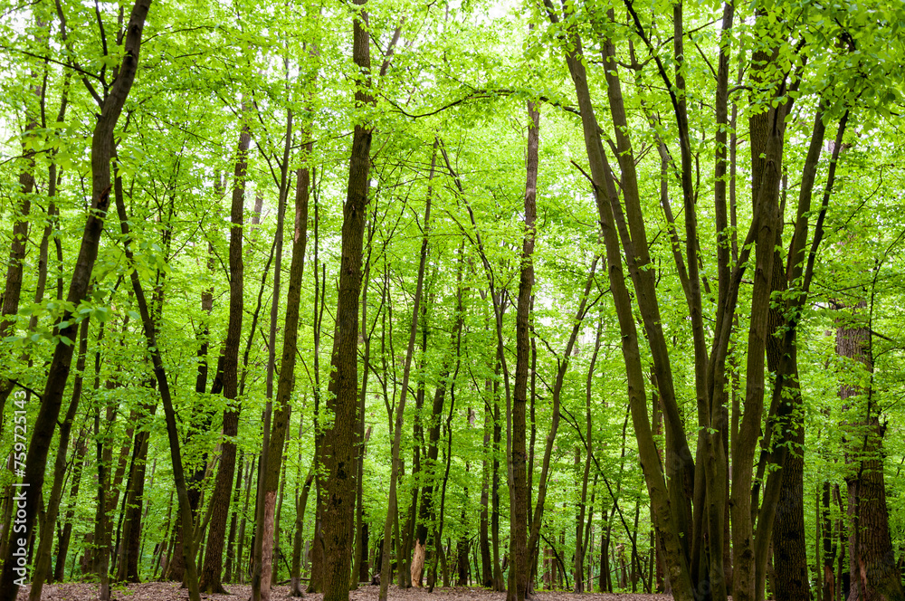 Spring nature forest. Nature in summer. Springtime season. Pathway or path in forest wood. Many trees Spring nature forest. Nature in summer. Springtime season. Pathway or path in forest wood. Many trees