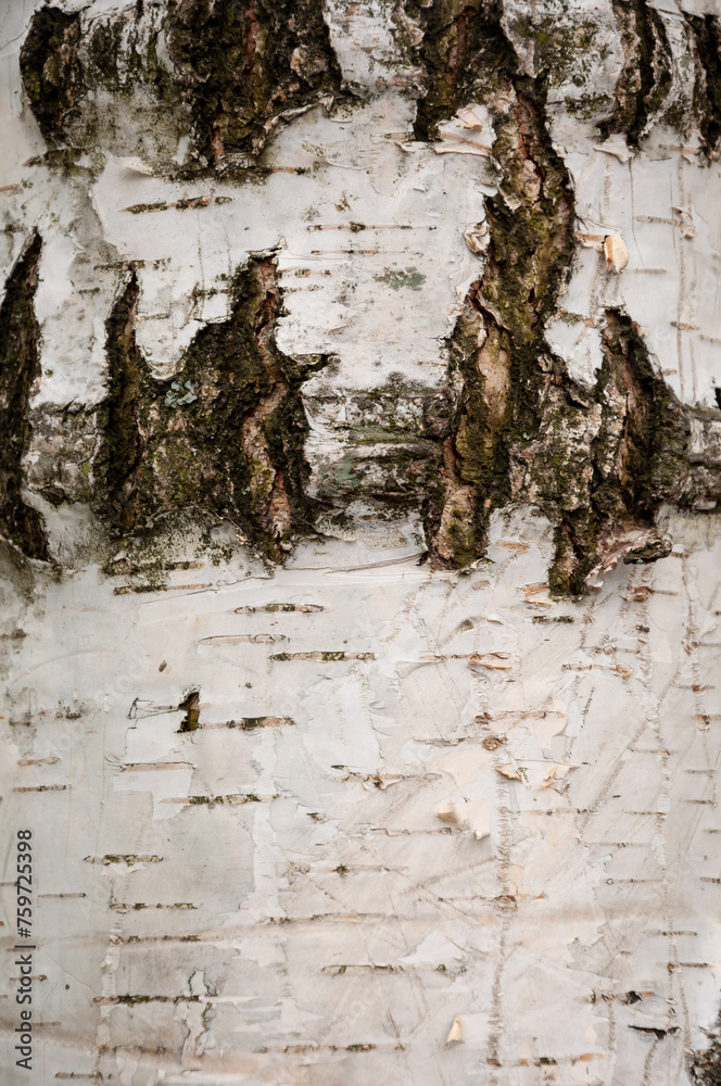 Obraz premium Bark of tree. Tree bark background. Nature background of texture tree trunk. Trunk texture. Birch bark