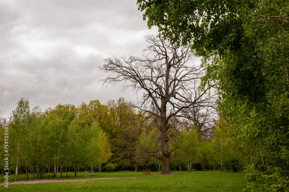 Spring nature forest. Nature in summer. Springtime season. Pathway or path in forest wood. Tree in park Spring nature forest. Nature in summer. Springtime season. Pathway or path in forest wood. Tree in park