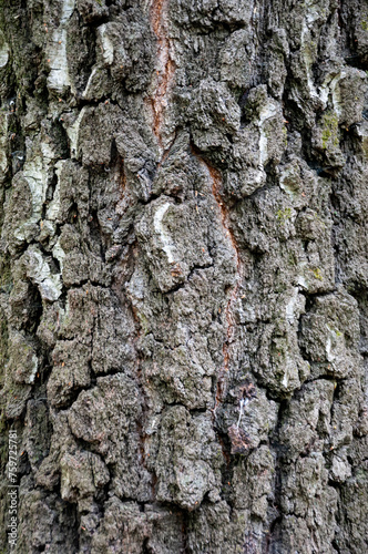 Fototapeta Naklejka Na Ścianę i Meble -  Bark of tree. Tree bark background. Nature background of texture tree trunk. Trunk texture grey