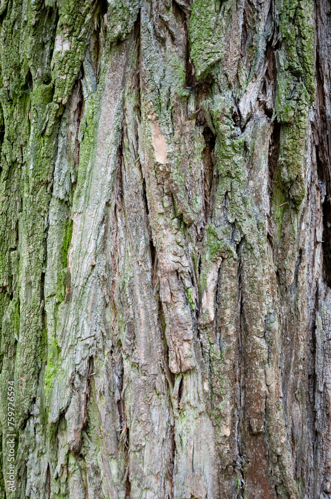 Fototapeta premium Bark of tree. Tree bark background. Nature background of texture tree trunk. Trunk texture. Forest
