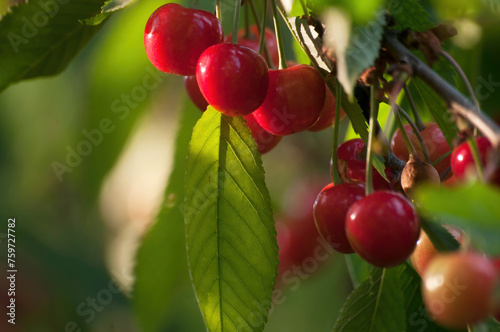 Cherries on a tree.