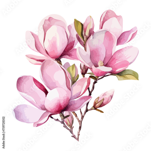 watercolor magnolia, Hand drawn magnolia flowers in watercolor style, nature botanical collection. watercolor branch of pink magnolias © Zara