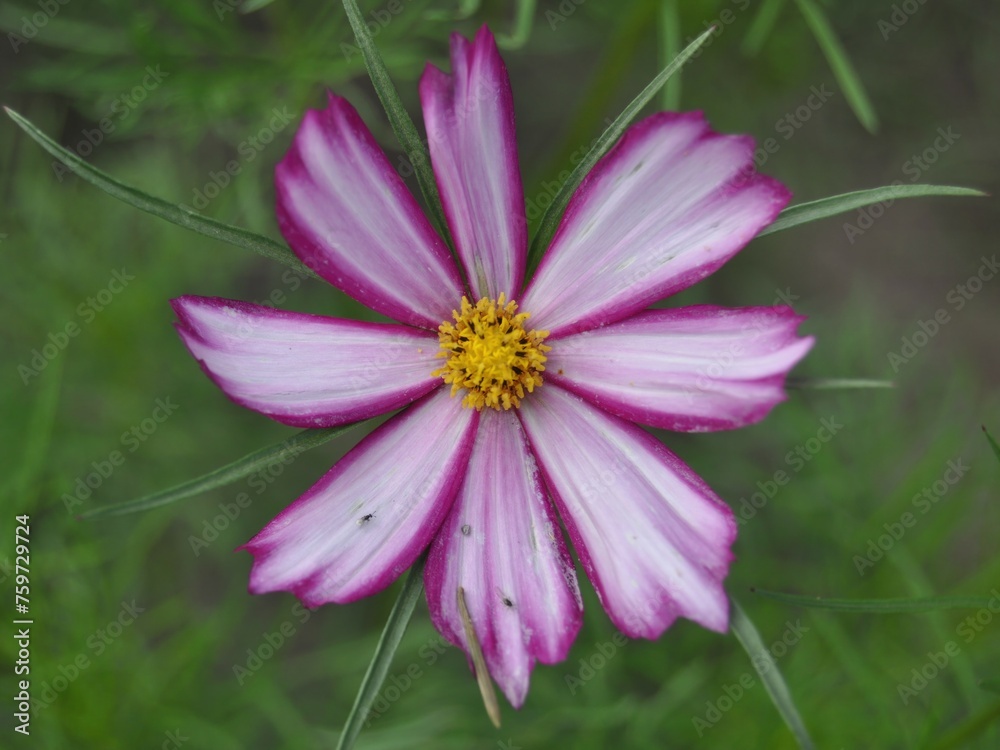 Obraz premium pink cosmos flower