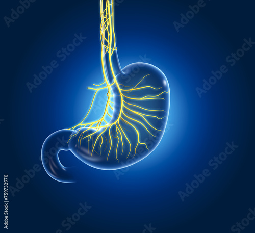 Stomach with vagus nerve, stomachache, 3D illustration photo