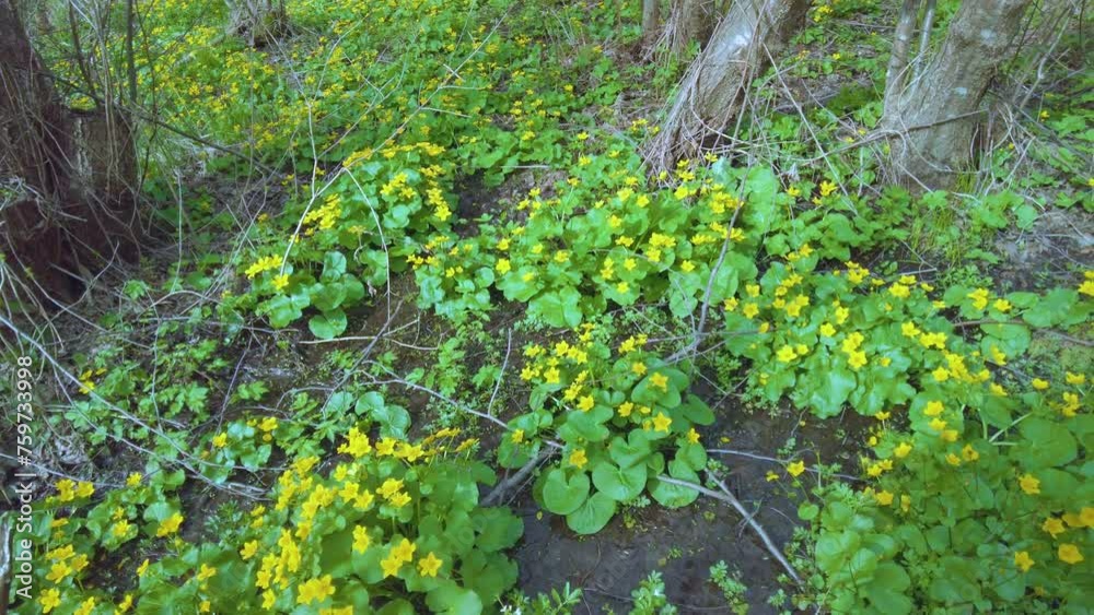 marigold, golden yellow flower in a wild Carpathian forest near a stream, in a marshy area in Ukraine marigold, golden yellow flower in a wild Carpathian forest near a stream, in a marshy area in Ukraine