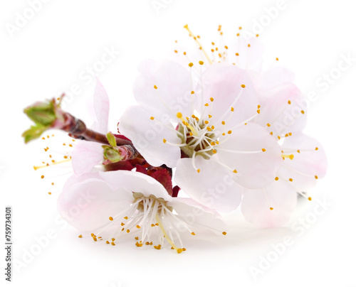 Spring flowers of apricot fruit trees.