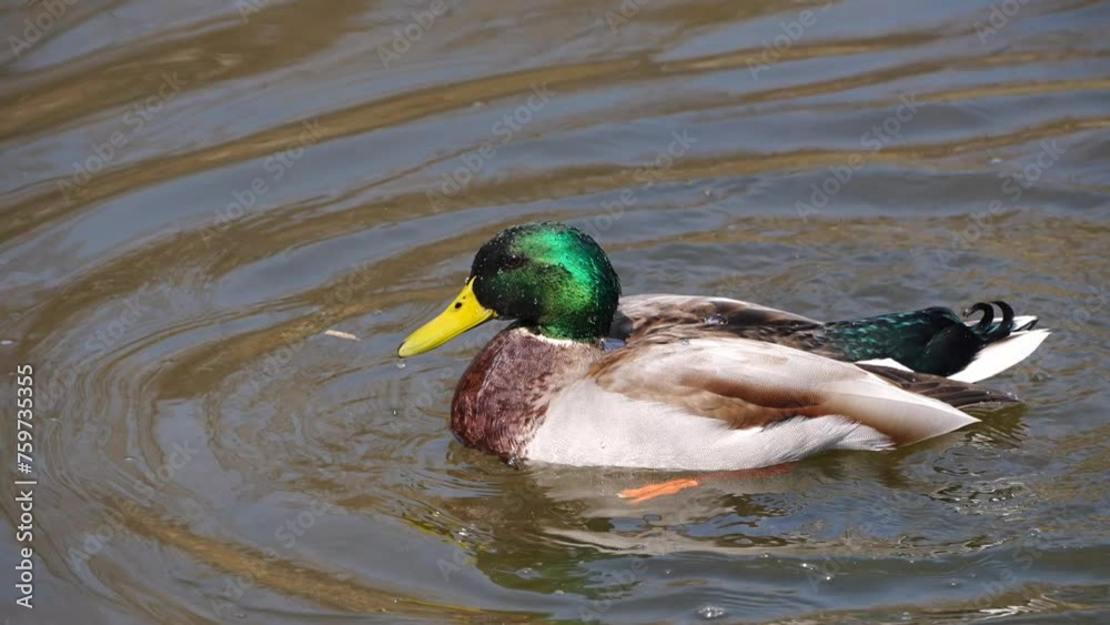 Immediately after mating, the male mallard duck stands in the water, flaps its wings, and then swims away. Immediately after mating, the male mallard duck stands in the water, flaps its wings, and then swims away.