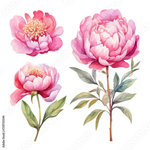 set vector illustration of pink peonies  watercolor flower isolated on white background  vector pink peony and blossom  watercolor pink peony