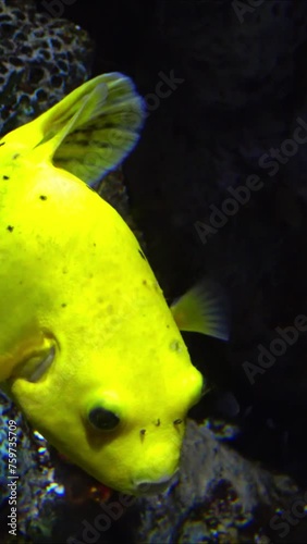 Tropical fish (Tetraodontidae) among the stones, Aquarium photo