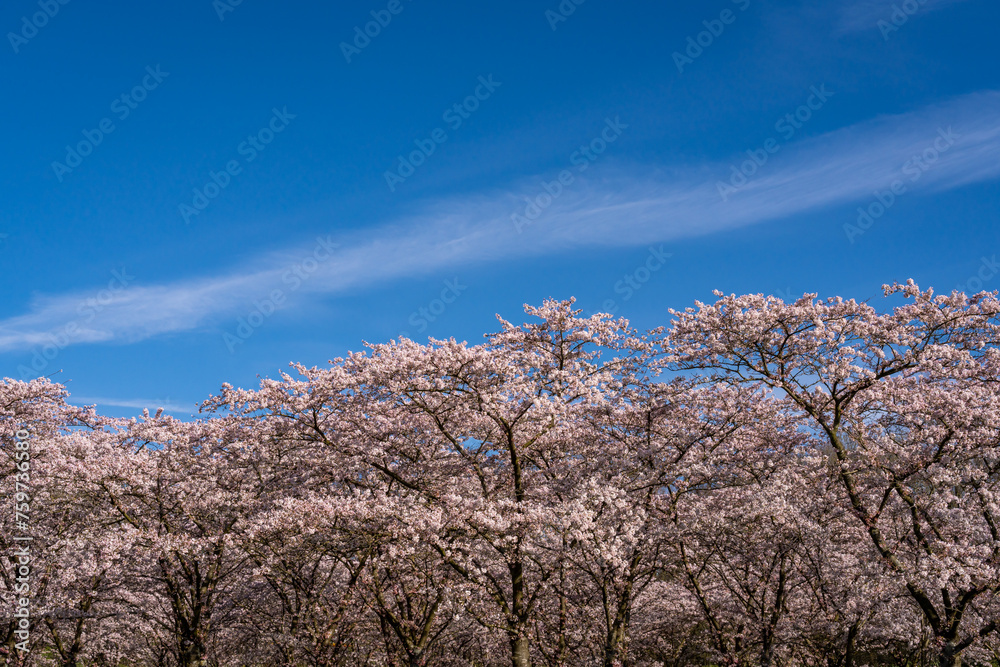 Cherry blossom trees in The Amsterdamse Bos park and the blue sky. Copy space