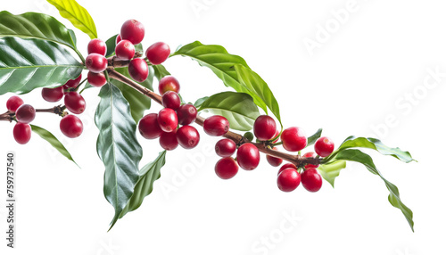 Red ripe coffee berries or cherries growing on small shrub bush twig with few leaves. Studio photo, transparent background. Generative AI