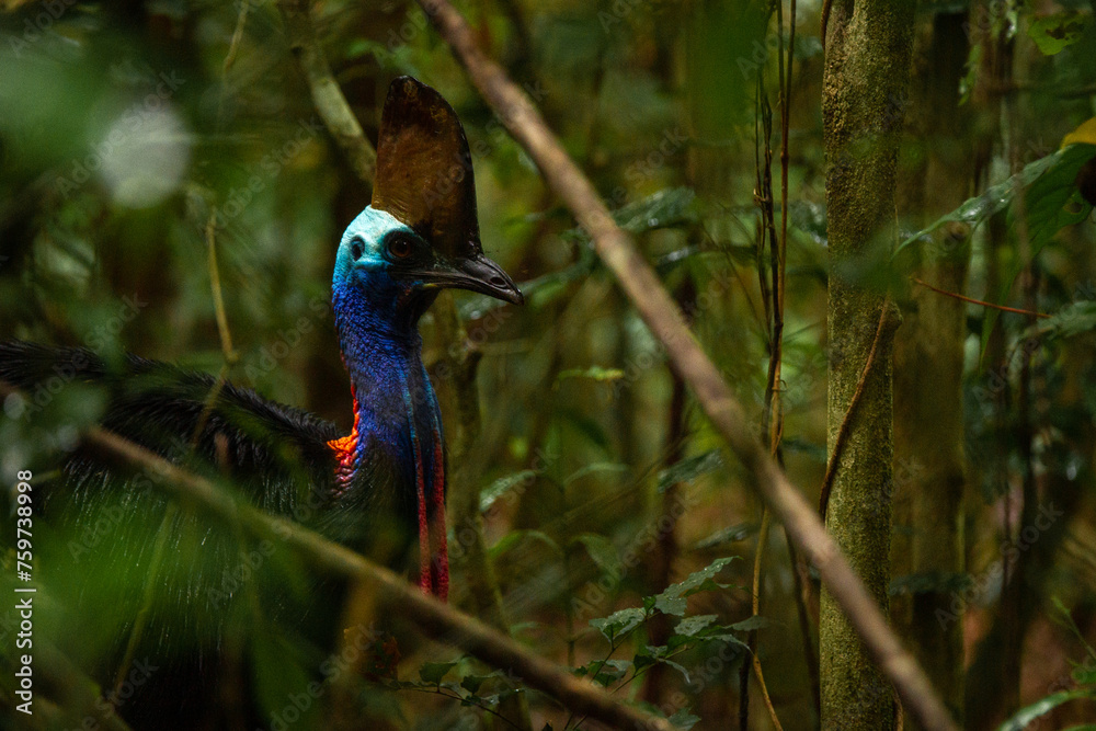 Obraz premium Cassowary in the Daintree rainforest