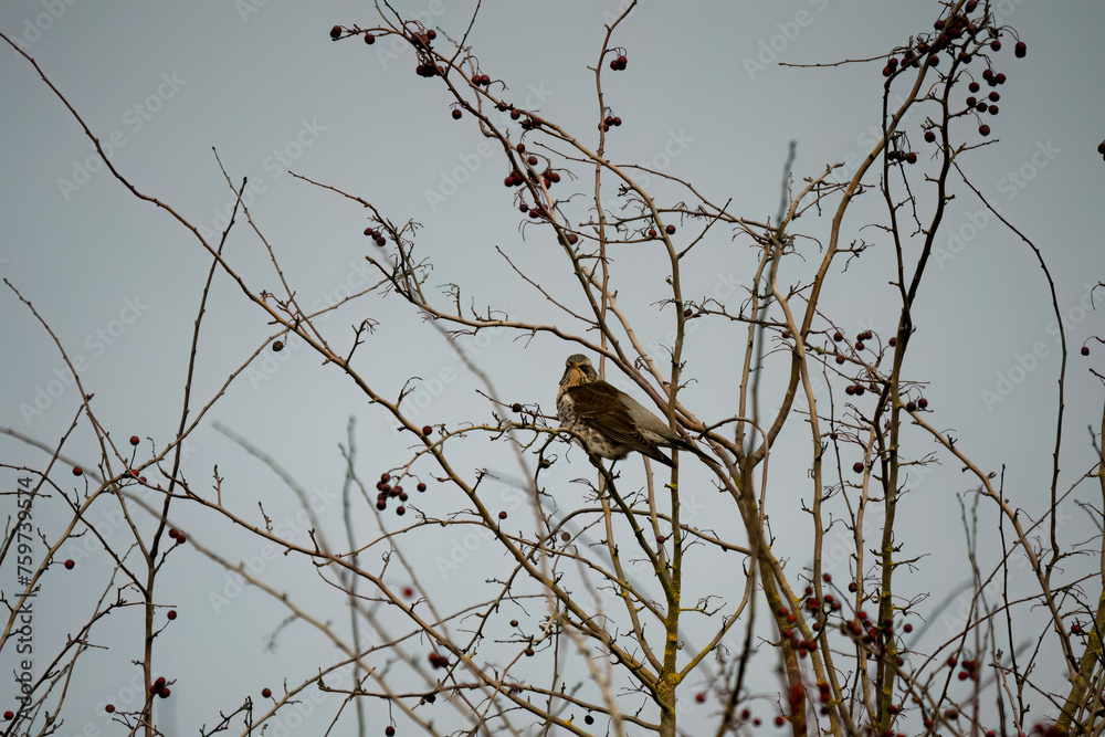 a fieldfare (Turdus pilaris) perched high in winter bushes a fieldfare (Turdus pilaris) perched high in winter bushes