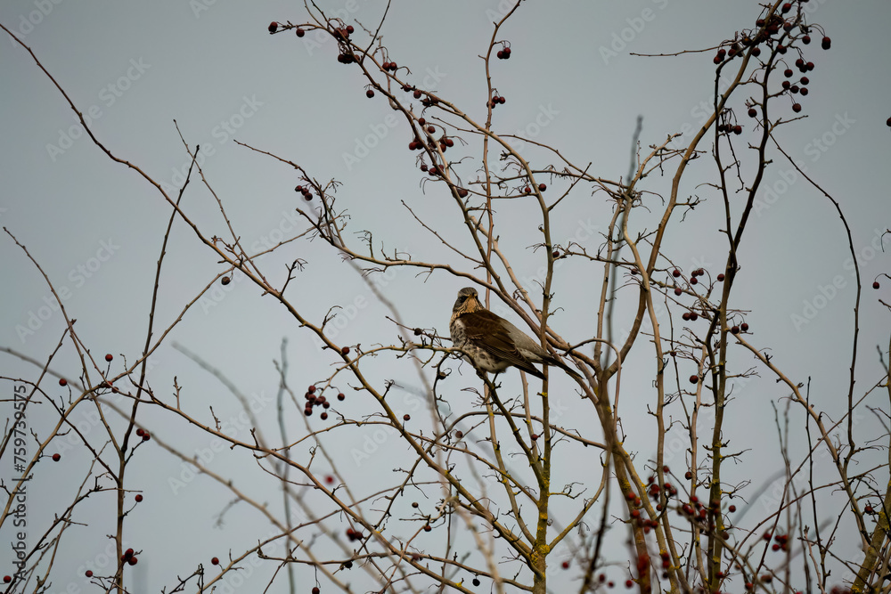 a fieldfare (Turdus pilaris) perched high in winter bushes a fieldfare (Turdus pilaris) perched high in winter bushes