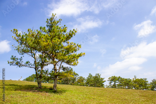 Pine Forest On The Hill In Da Lat Plateau, Vienam.