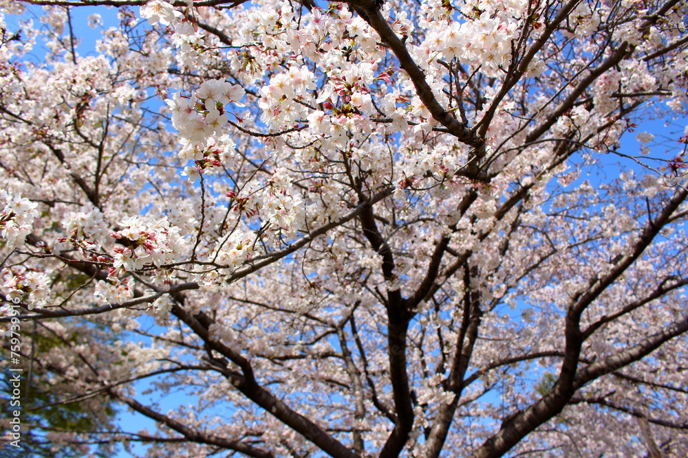 満開に咲いた美しい桜 満開に咲いた美しい桜