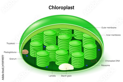 Chloroplast structure vector. Infographics. Plant cell organelle anatomy.