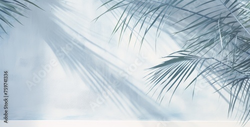 shadows of palm leaves on a white wall