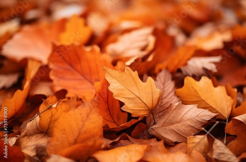 a pile of orange yellow leaves lying