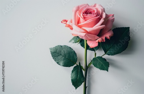a pink rose sitting on top of a white background