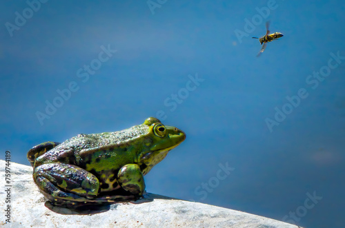 A pond frog (Rana esculenta) sitting on a stone on the shore watching a wasp.