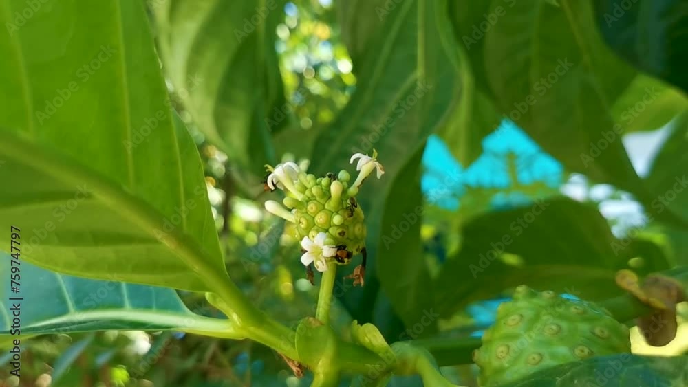 Noni fruit Morinda citrifolia with flowers with insect insects Mexico.