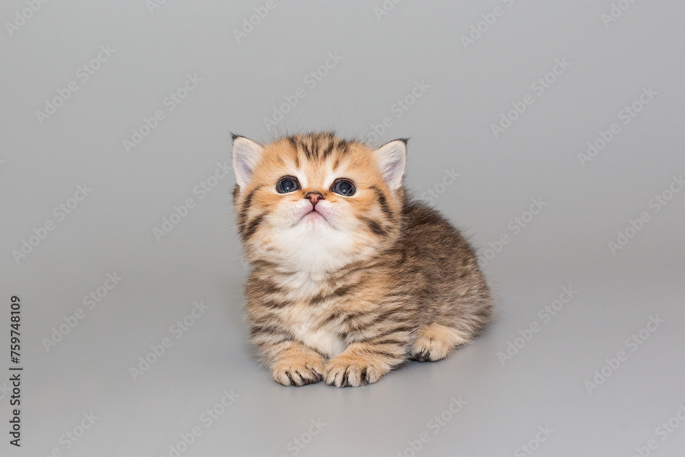 Scottish striped kitten with short legs