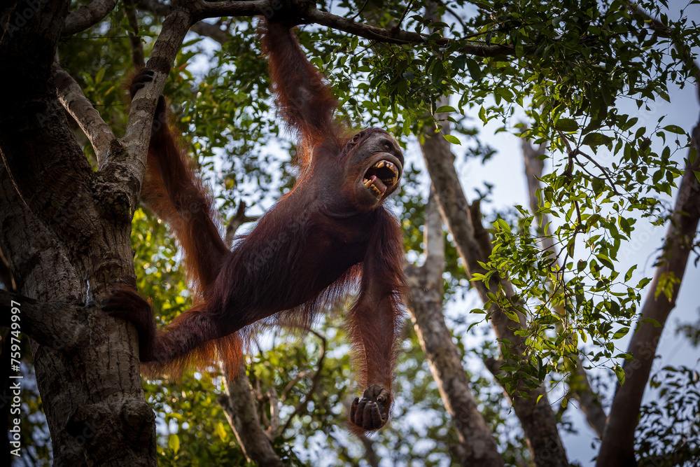 Naklejka premium Orang Utan shouting 