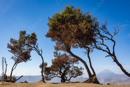 tree in the desert