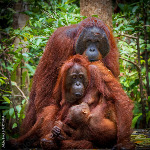 Orang Utan Family