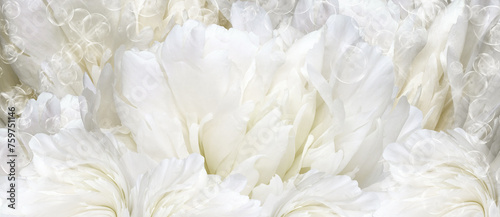 Floral background.  Peony flower and petals flowers. Close-up.   Nature. © nadezhda F