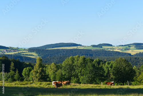 Bayerischer Wald  K  he auf der Weide