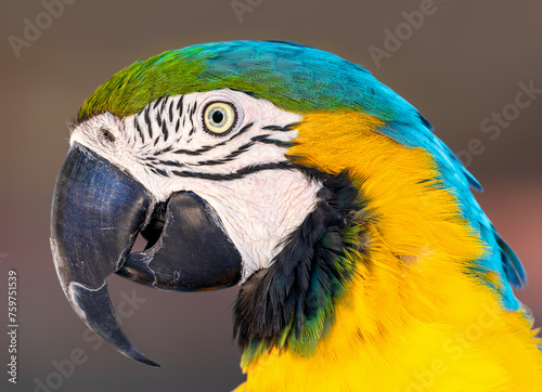 Portrait close up of a Blue and yellow macaw (Ara ararauna)